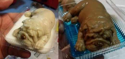 Di Restoran Ini Ada Puding Anak Anjing, Eh Ternyata...